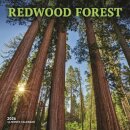 Redwood Forest Square Wall Sunday Start
