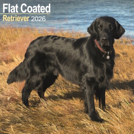 Flatcoated Retriever Calendar 2026 Square Dog Breed Wall Calendar - 16 Month