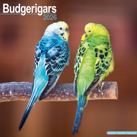 Budgerigars Calendar 2026 Square Bird Wall Calendar - 16 Month