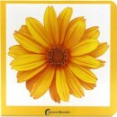 Amarillo