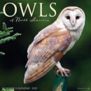 Owls 2025 12 X 12 Wall Calendar