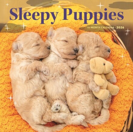 Sleepy Puppies Square Wall Sunday Start