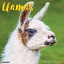 Llamas 2025 12 X 12 Wall Calendar