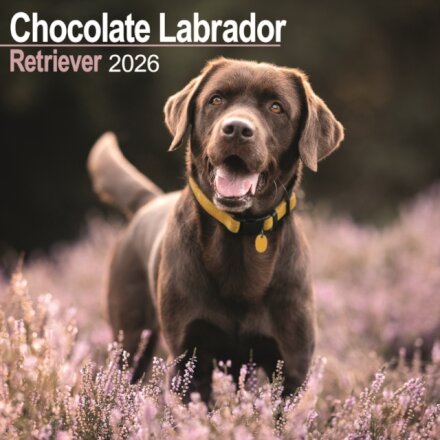 Chocolate Labrador Retriever Calendar 2026 Square Dog Breed Wall Calendar - 16 Month