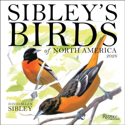 Sibley's Birds of North America 2026 Wall Calendar