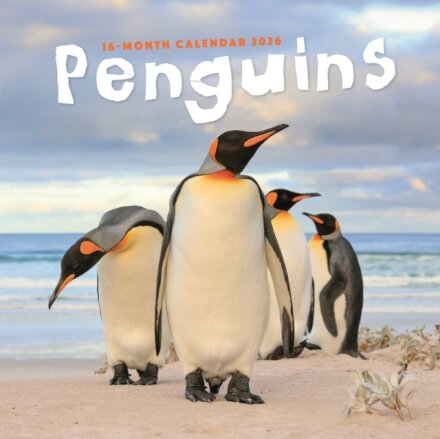 Penguins Square Wall Sunday Start Calend