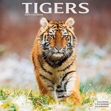 Tigers Calendar 2024 Square Wildlife Safari Big Cats Wall Calendar - 16 Month