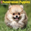 Just Pomeranian Puppies 2025 12 X 12 Wall Calendar