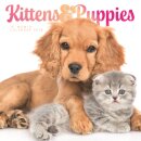 Kittens & Puppies Square Wall Sunday Sta