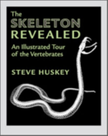 The Skeleton Revealed