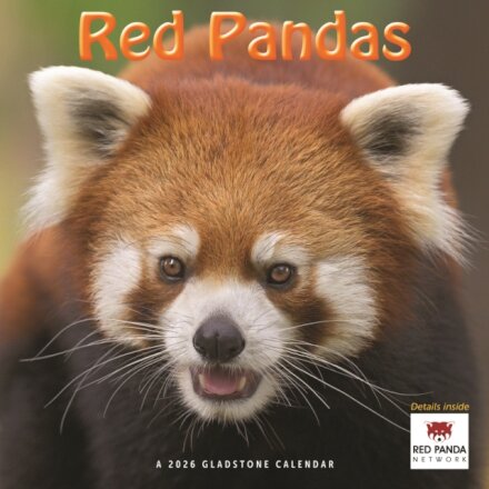 Red Pandas Square Wall Sunday Start Cale