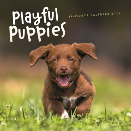 Playful Puppies Square Wall Sunday Start