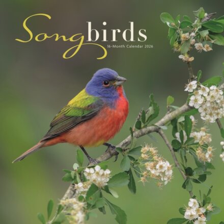 Songbirds Square Wall Sunday Start Calen