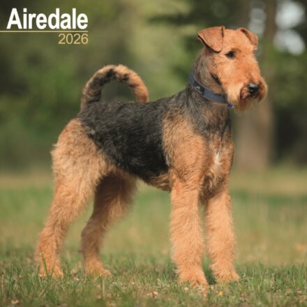 Airdale Calendar 2026 Square Dog Breed Wall Calendar - 16 Month