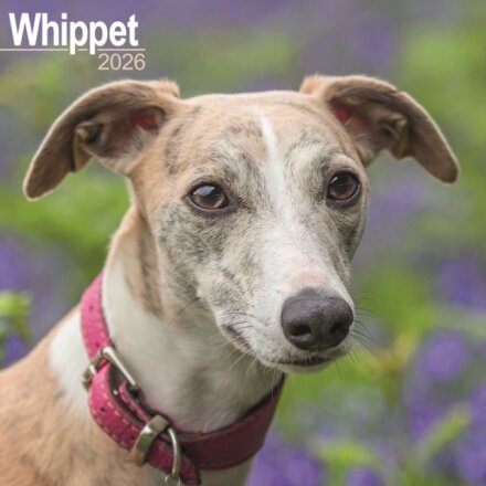 Whippet Calendar 2026 Square Dog Breed Wall Calendar - 16 Month