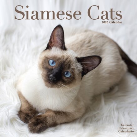Cats - Siamese Calendar 2026 Square Cat Wall Calendar - 16 Month