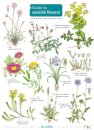 Seaside Flowers