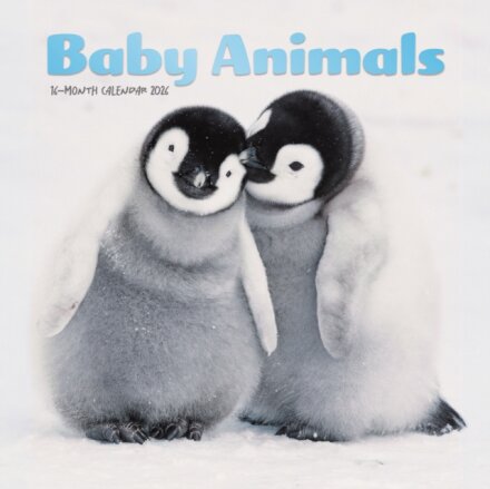 Baby Animals Square Mini Sunday Start Ca