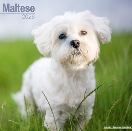 Maltese Calendar 2026  Square Dog Breed Wall Calendar - 16 Month