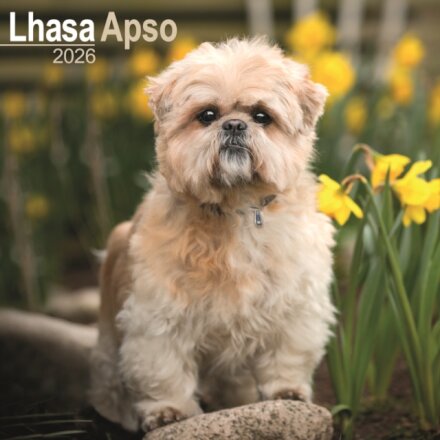 Lhasa Apso Calendar 2026 Square Dog Breed Wall Calendar - 16 Month