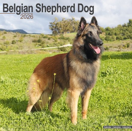 Belgian Shepherd Dog Calendar 2026 Square Dog Breed Wall Calendar - 16 Month