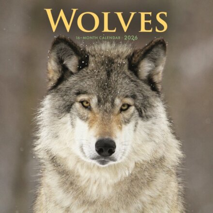 Wolves Square Wall Sunday Start Calendar