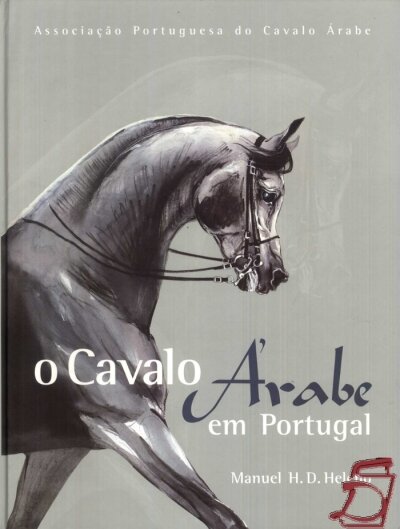 Cavalo Arabe Em Portugal