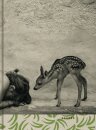 Summer of the Fawn