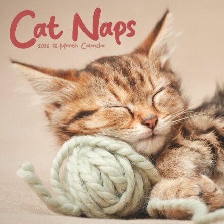 Cat Naps Square Wall Sunday Start Calend