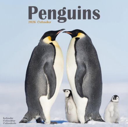 Penguins Calendar 2026 Square Animal Wall Calendar - 16 Month
