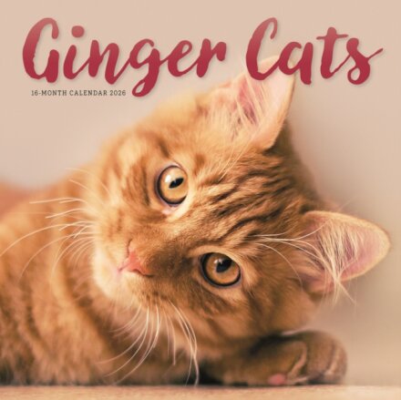 Ginger Cats Square Wall Sunday Start Cal