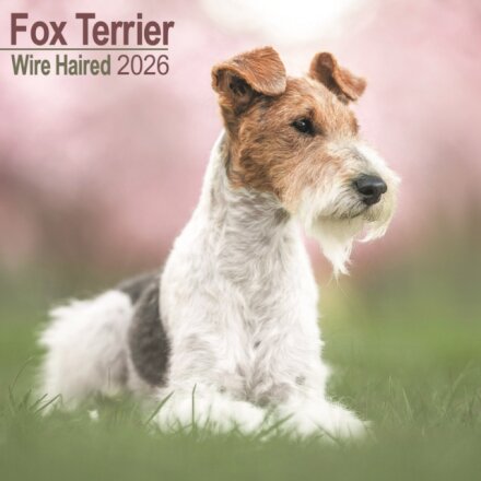 Fox Terrier Wirehaired Calendar 2026 Square Dog Breed Wall Calendar - 16 Month