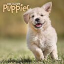 Puppies Square Wall Sunday Start Calenda
