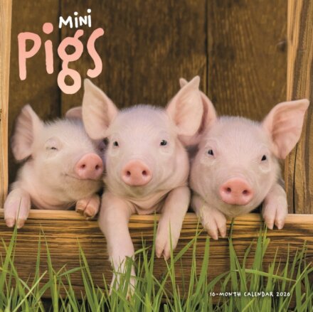 Mini Pigs Square Wall Sunday Start Calen