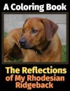 The Reflections of My Rhodesian Ridgeback