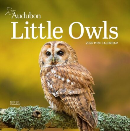 Audubon Little Owls Mini Wall Calendar 2026