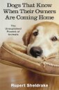Dogs That Know When Their Owners Are Coming Home