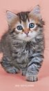 Kittens Sunday Start 2 Year Pocket Planner Diary 2026-7