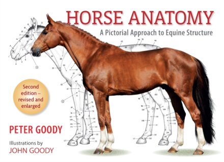 Horse Anatomy