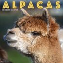 Alpacas 2025 12 X 12 Wall Calendar