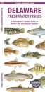 Delaware Freshwater Fishes