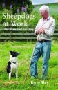 Sheepdogs at Work