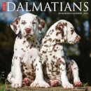 Just Dalmatians 2025 12 X 12 Wall Calendar