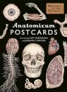 Anatomicum Postcard Box