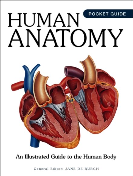 Human Anatomy