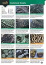 A Guide to Common Fossils