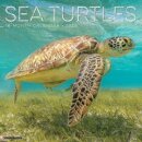 Sea Turtles 2025 12 X 12 Wall Calendar