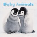 Baby Animals Square Mini Sunday Start Ca
