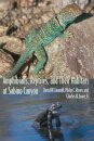 Amphibians, Reptiles, and Their Habitats at Sabino Canyon