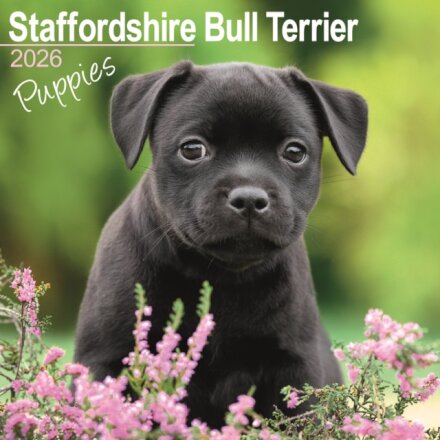 Staffordshire Bull Terrier Puppies Calendar 2026 Square Dog Puppy Breed Wall Calendar - 16 Month